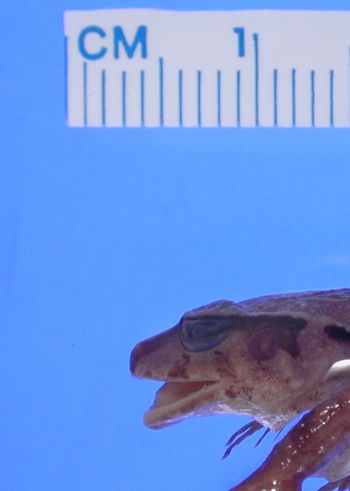 Media type: image; Herpetology A-13036